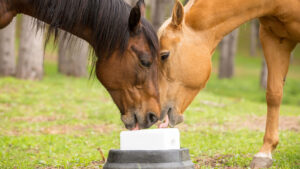 Horse using a salt lick